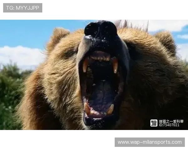 黑熊袭人致一女子遇难,男孩装死逃生,日本黑熊袭人 黑熊袭人致一女子遇难,男孩装死逃生,日本黑熊袭人